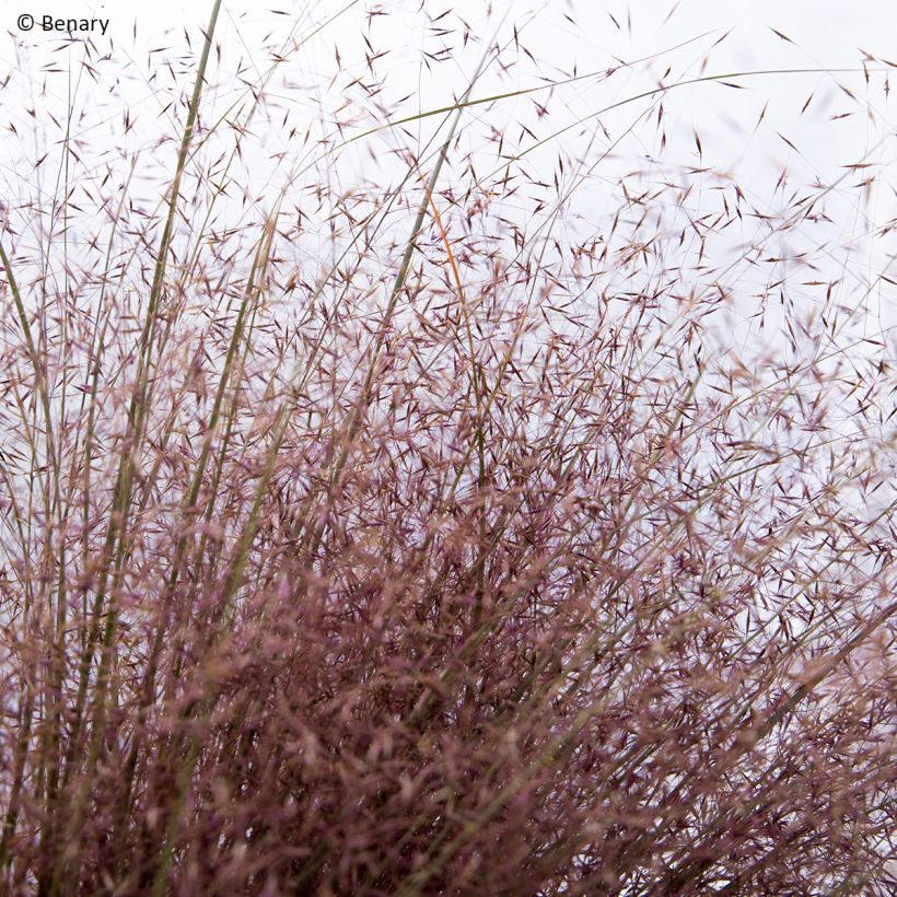 Muhlenbergia reverchonii Rosy (semillas) (Floración)