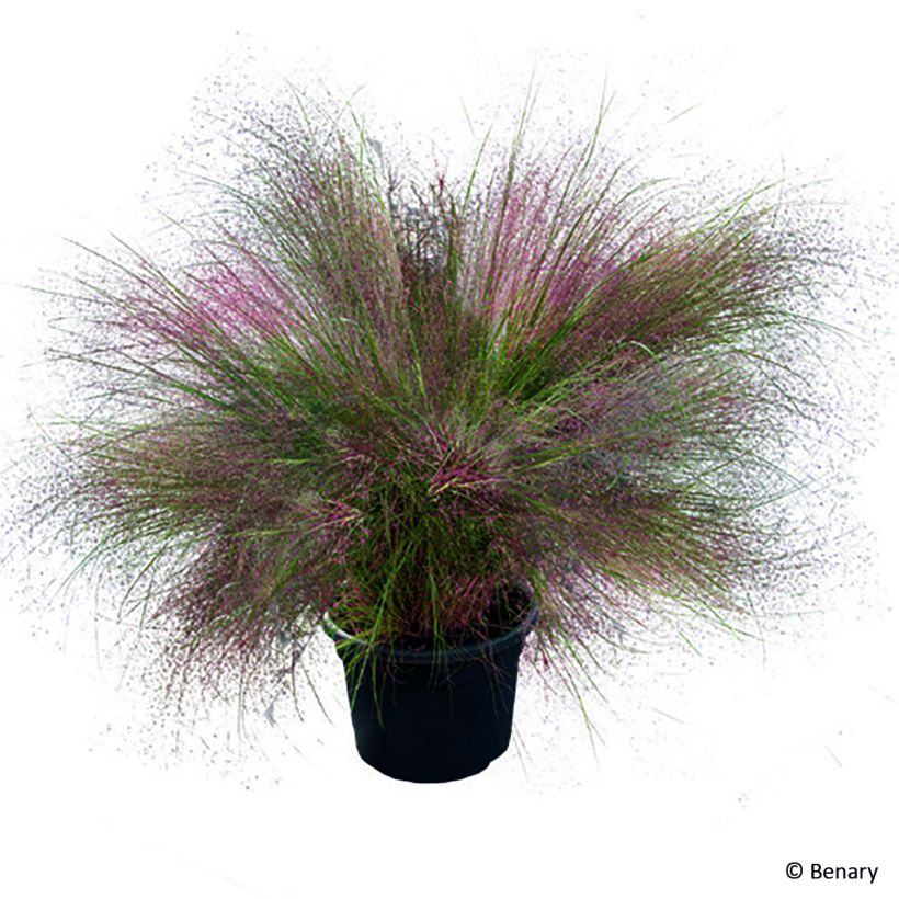 Muhlenbergia reverchonii Rosy (semillas) (Porte)