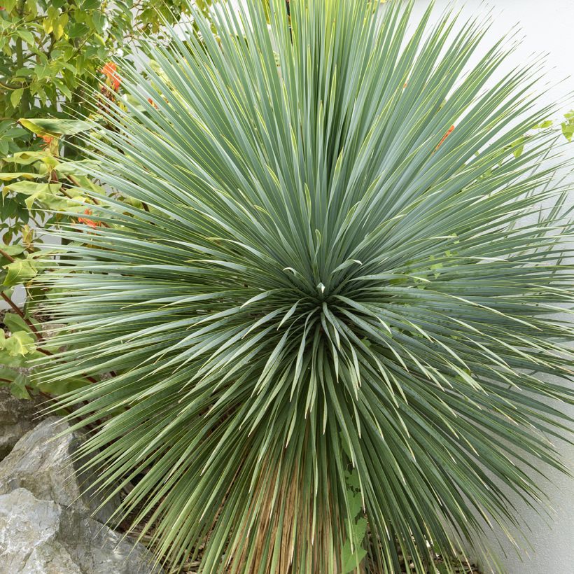 Yucca rostrata - Yuca rostrata semillas (Follaje)