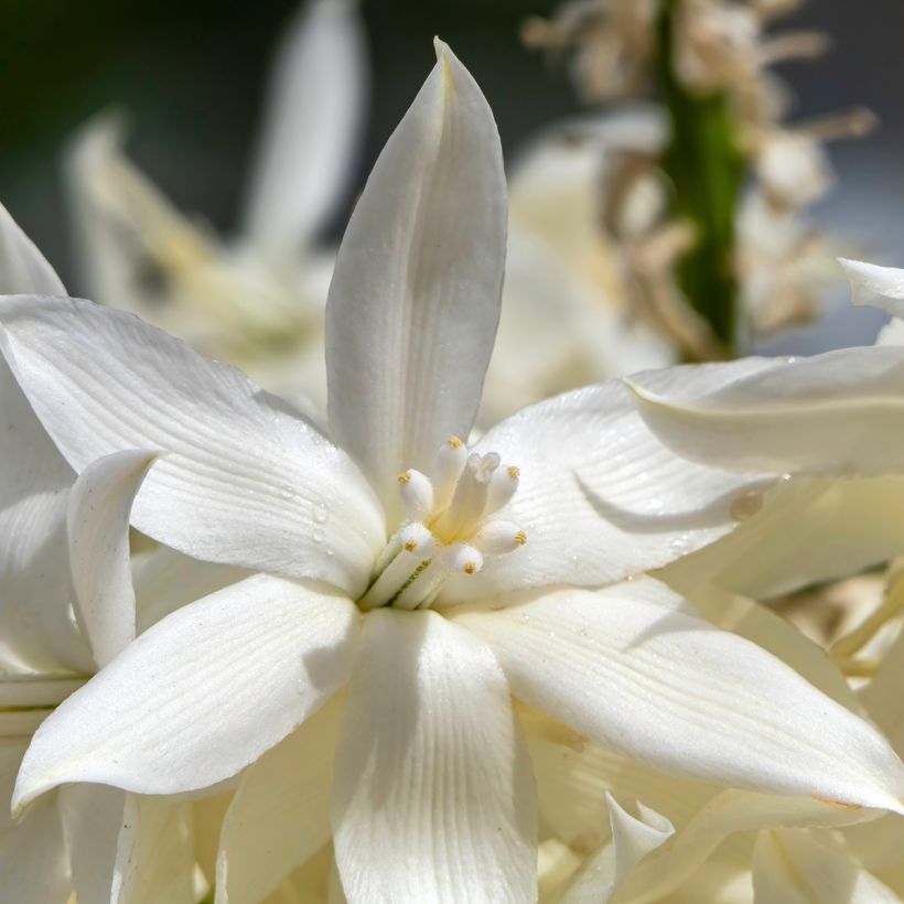Yucca rostrata - Yuca rostrata semillas (Floración)