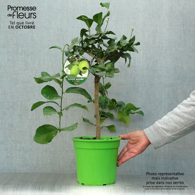 Ejemplar de Limón persa - Citrus latifolia Maceta 4L/5L, 1/4 tallo entregado en otoño
