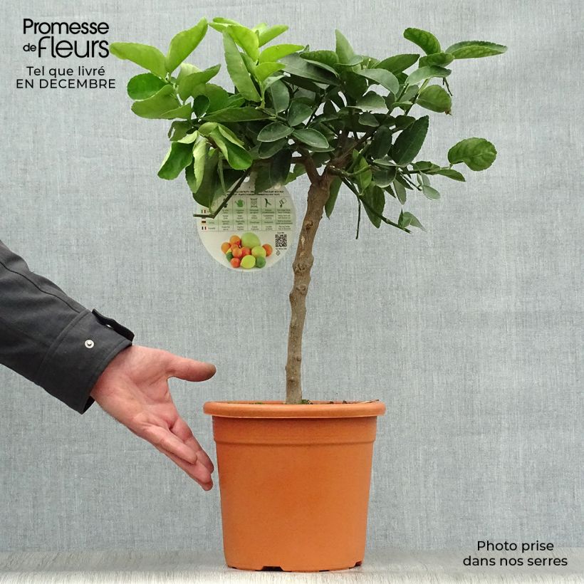 Limón persa - Citrus latifolia Maceta 4L/5L, 1/4 tallo Ejemplar entregado en invierno