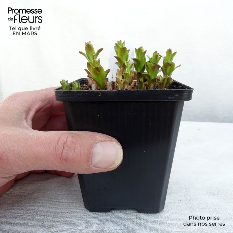 Gratiola officinalis - Graciola Maceta de 8/9 cm Ejemplar entregado en invierno