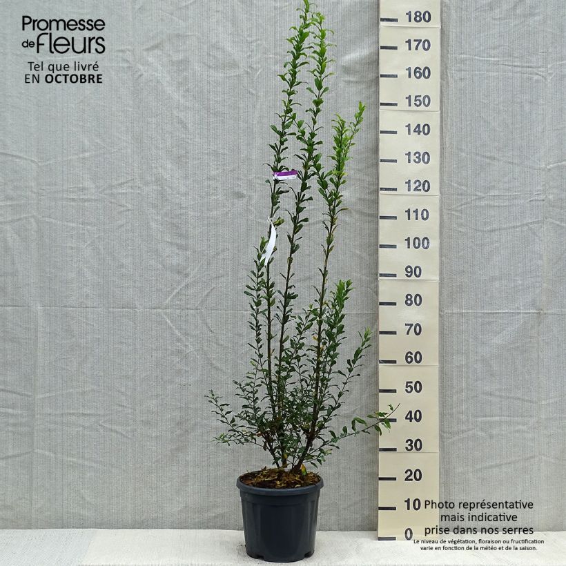 Ejemplar de Punica granatum Noshi Shibari - Granado Maceta 7,5L/10L, Formación arbustiva entregado en otoño