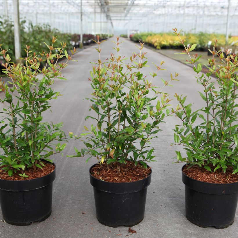 Granada Favorite (Porte)