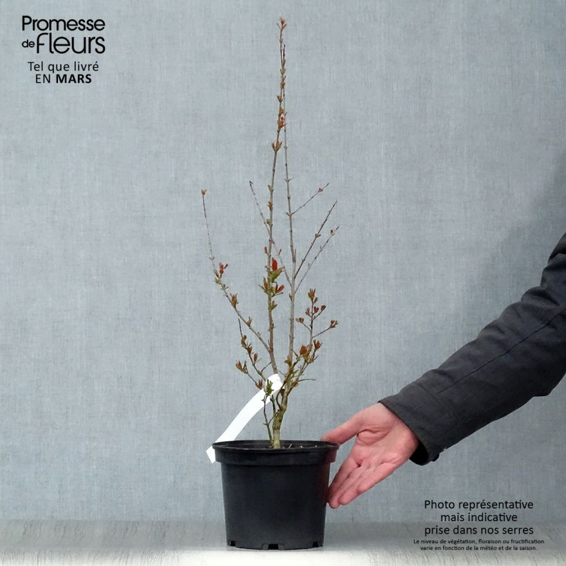 Punica granatum Maxima Rubra - Granado Maceta 2L/3L Ejemplar entregado en la primavera