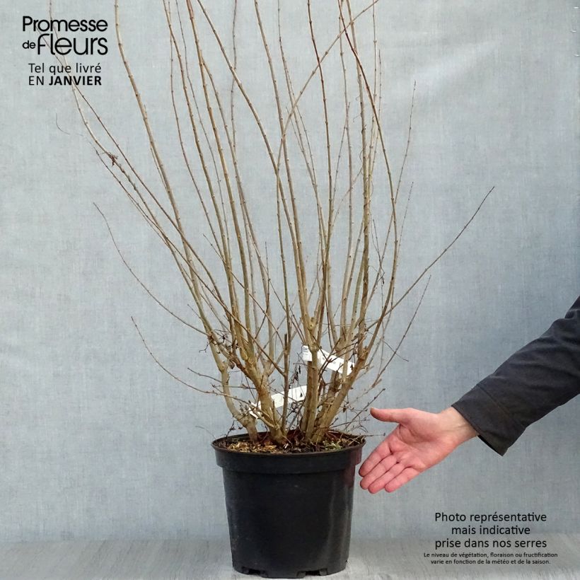 Granada Plena Maceta 7,5L/10L Ejemplar entregado en invierno