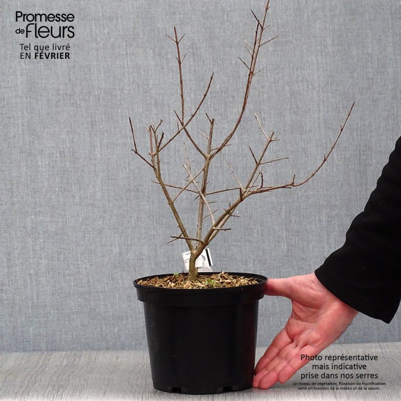 Granada Fina Tendral Maceta 2L/3L, Formación arbustiva Ejemplar entregado en invierno