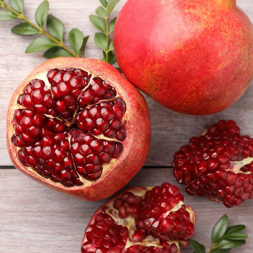 Granada - Punica granatum (Cosecha)