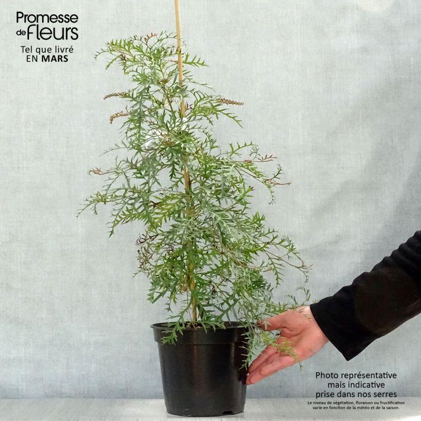 Grevillea Bronze Rambler Maceta 4L/5L Ejemplar entregado en la primavera