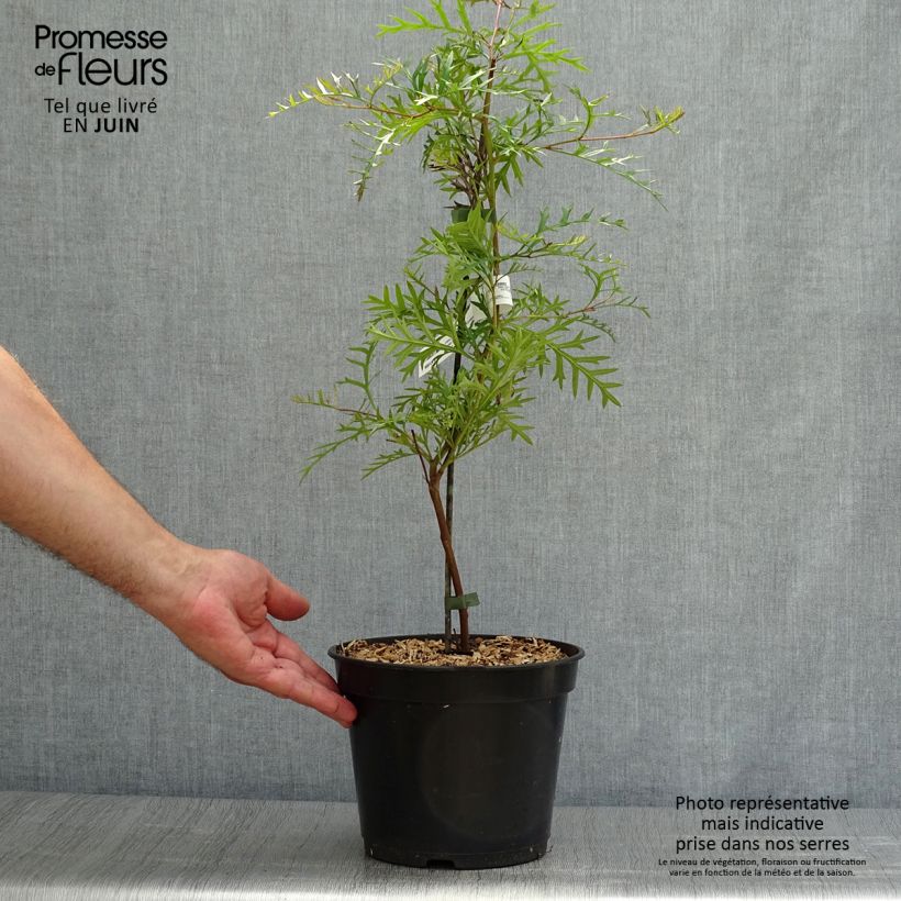 Ejemplar de Grevillea Bronze Rambler Maceta 4L/5L entregado en verano