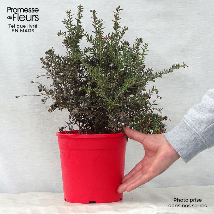Grevillea Poorinda Rondeau Maceta 3L/4L, Formación arbustiva Ejemplar entregado en la primavera