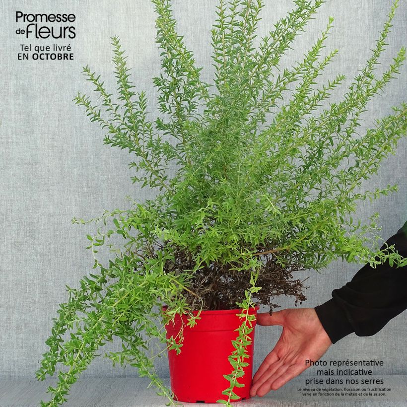 Ejemplar de Grevillea Poorinda Rondeau Maceta 3L/4L entregado en otoño