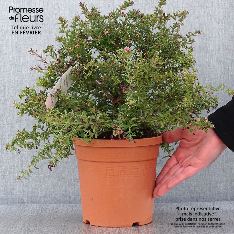 Grevillea Poorinda Rondeau Maceta 3L/4L Ejemplar entregado en invierno