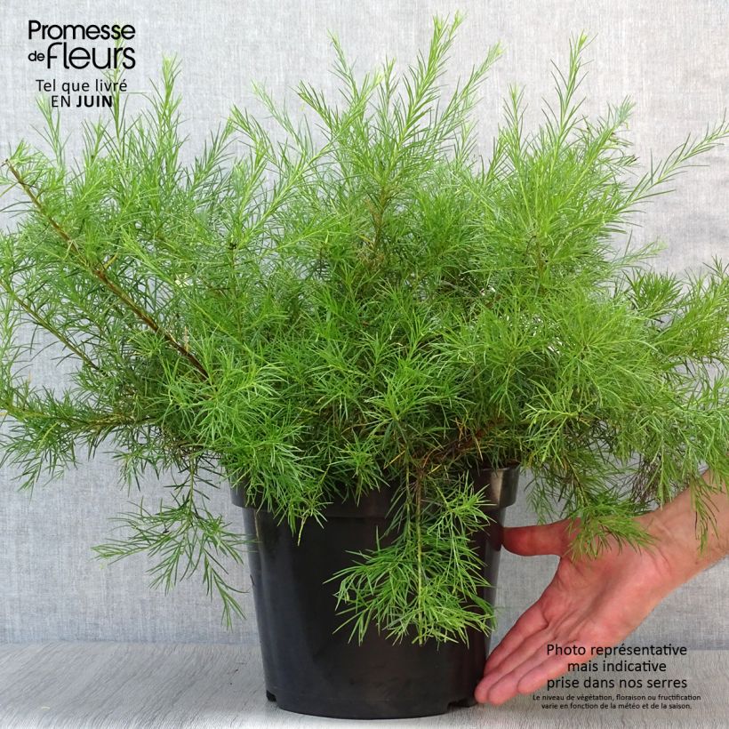 Ejemplar de Grevillea gracilis Alba Maceta 7,5L/10L entregado en verano