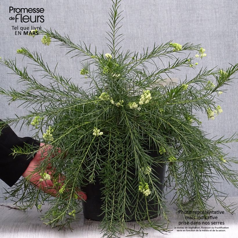 Grevillea gracilis Alba Maceta 7,5L/10L Ejemplar entregado en la primavera