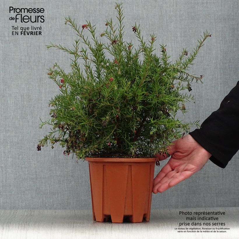 Grevillea gracilis Clearview David Maceta 2L/3L Ejemplar entregado en invierno