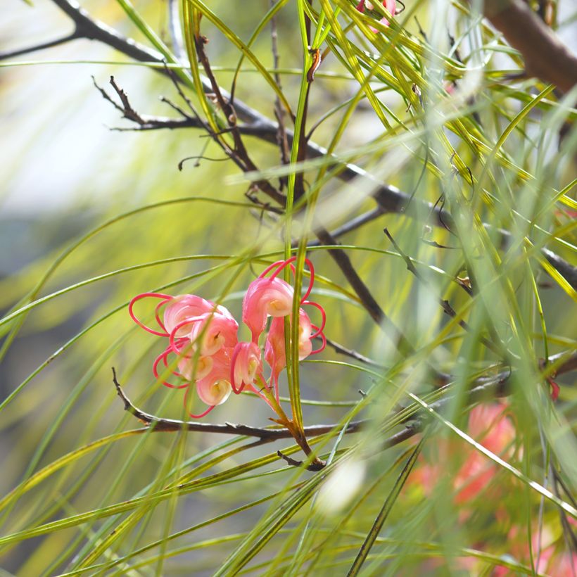 Grevillea johnsonii (Follaje)