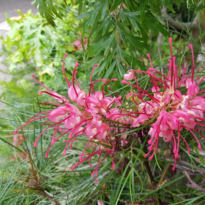 Grevillea johnsonii (Floración)