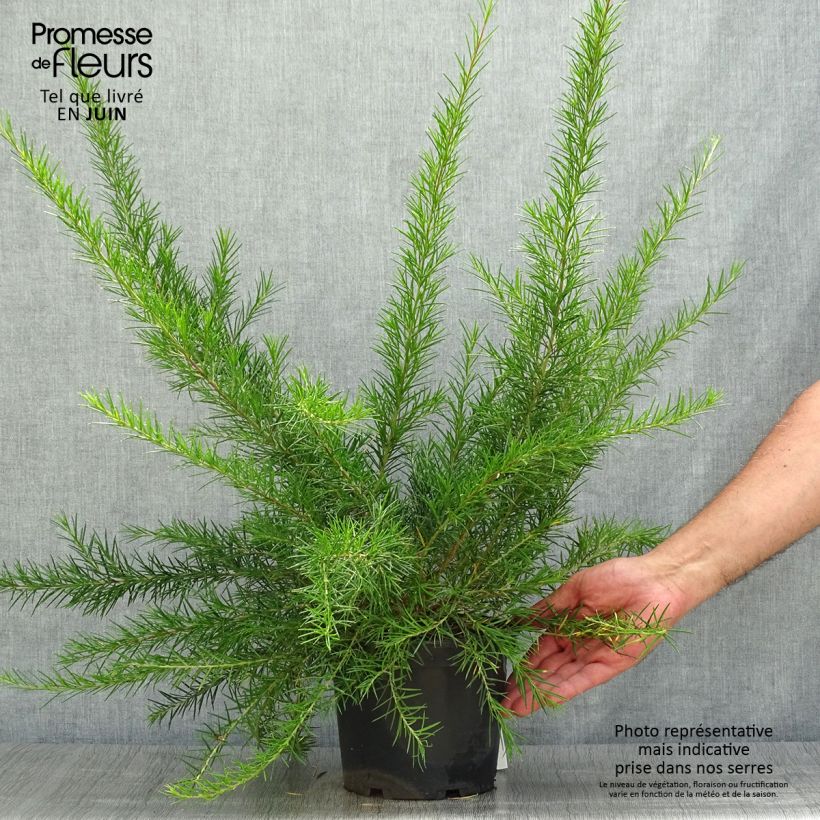 Ejemplar de Grevillea Canberra Gem Maceta 2L/3L entregado en verano