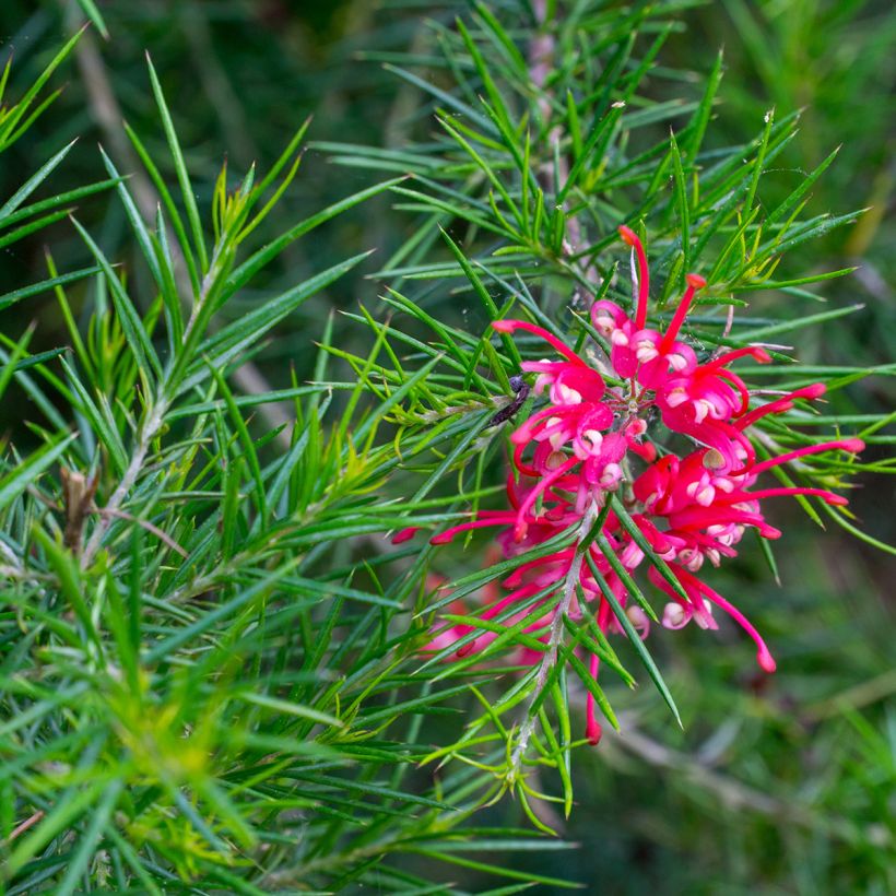 Grevillea Canberra Gem (Floración)
