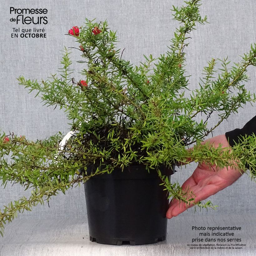 Ejemplar de Grevillea juniperina New Blood Maceta 2L/3L entregado en otoño