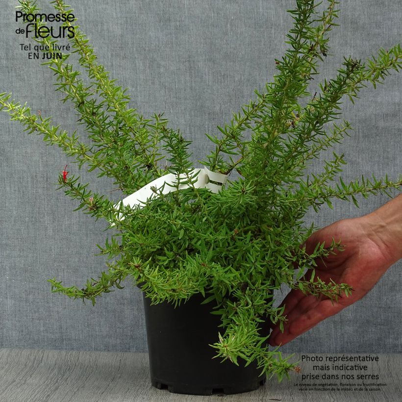 Ejemplar de Grevillea juniperina New Blood Maceta 2L/3L entregado en verano