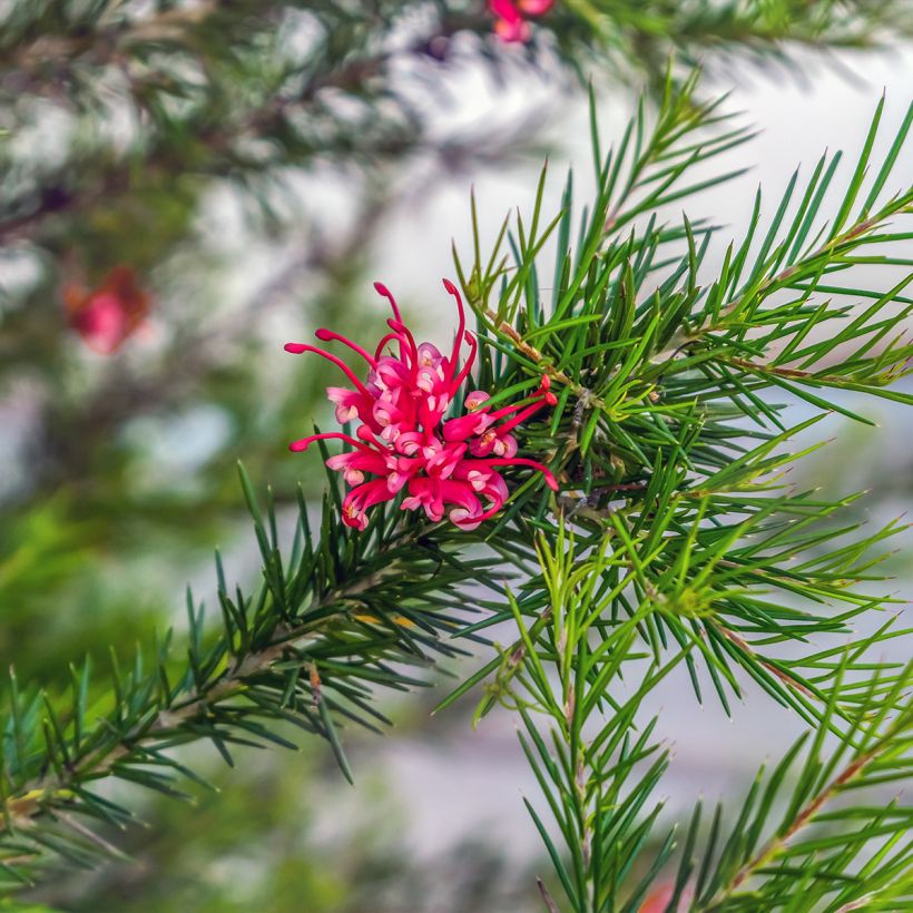 Grevillea juniperina (Follaje)