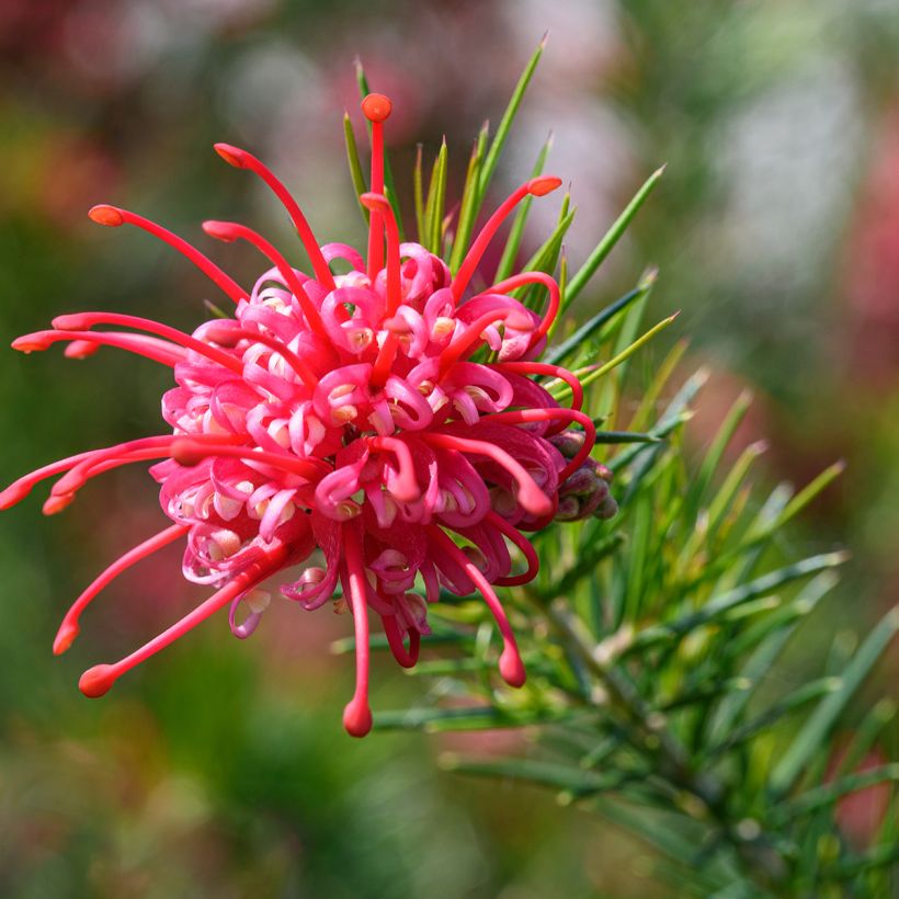 Grevillea juniperina (Floración)