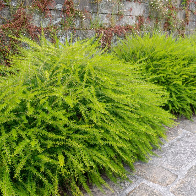 Grevillea juniperina (Porte)