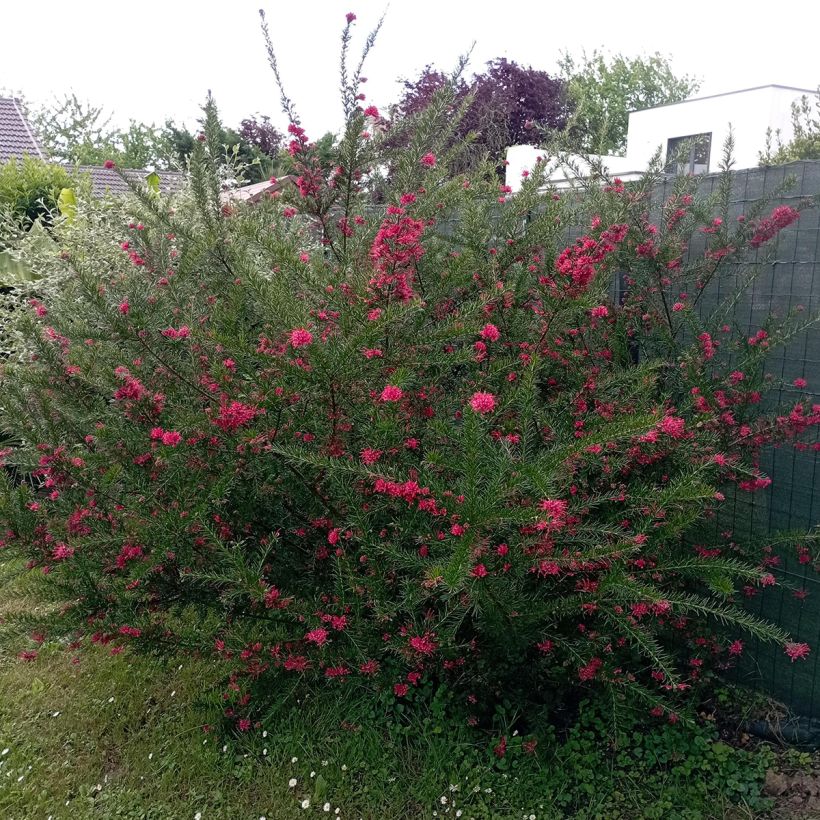 Grevillea juniperina (Porte)