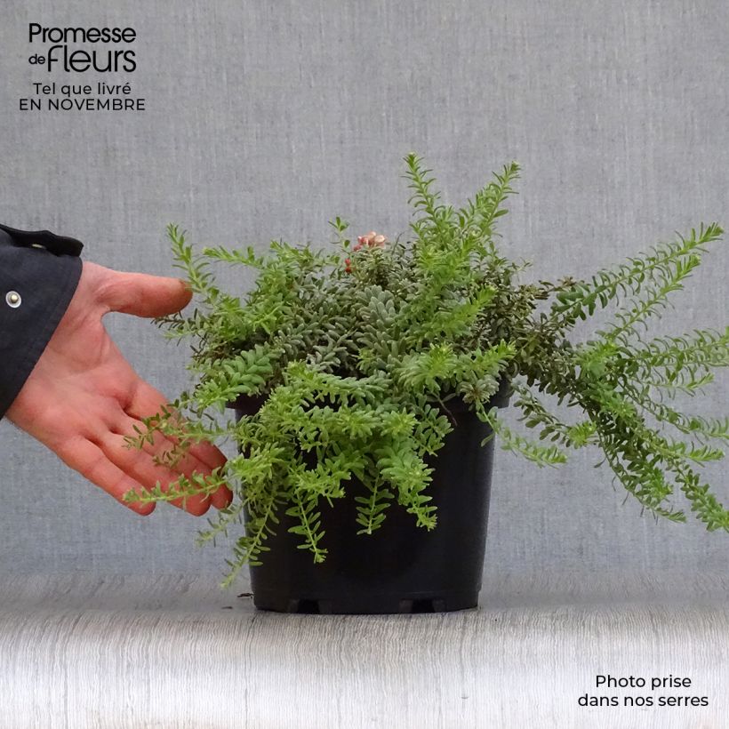 Ejemplar de Grevillea lanigera Tamboritha Maceta 2L/3L entregado en otoño