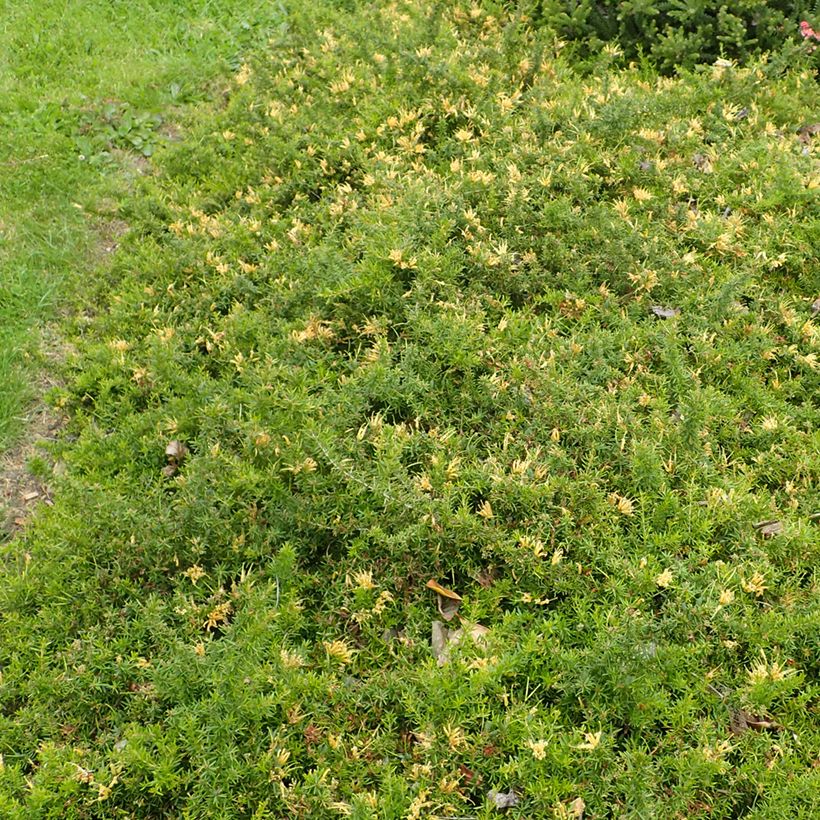 Grevillea prostrata Aurea (Porte)
