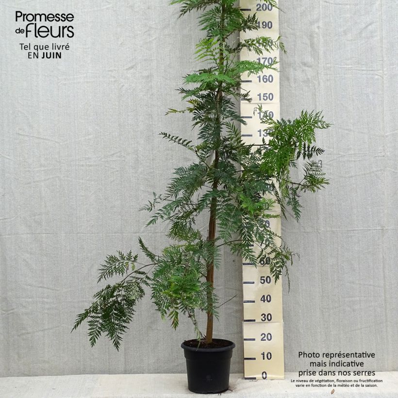 Ejemplar de Grevillea robusta - Pino de oro Maceta 7,5L/10L entregado en verano
