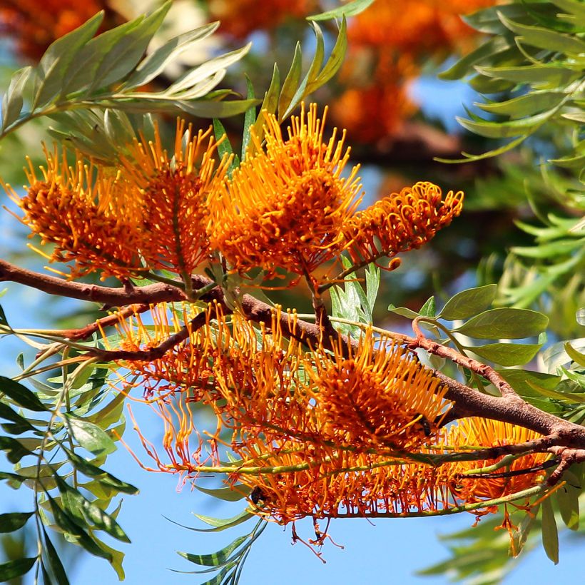 Grevillea robusta - Pino de oro (Floración)