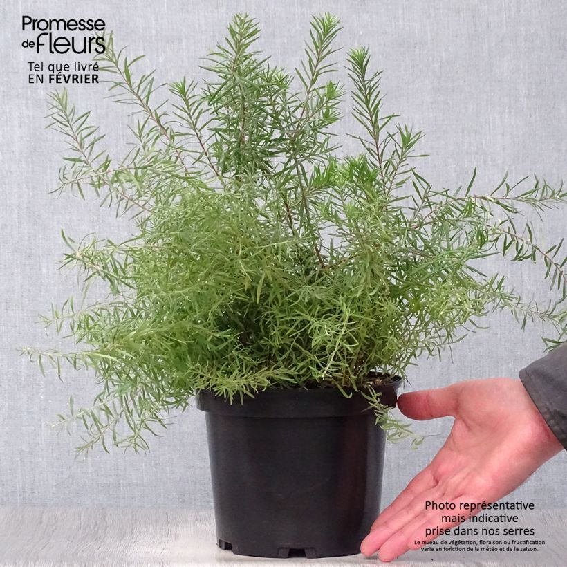 Grevillea rosmarinifolia Rosa Jenkinsii Maceta 3L/4L Ejemplar entregado en invierno