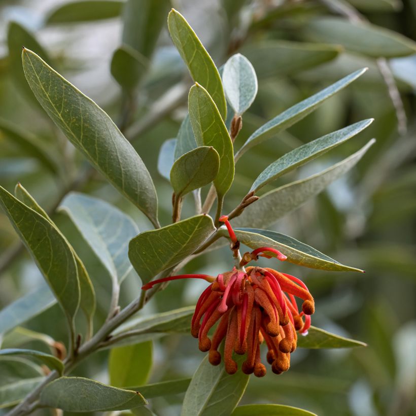 Grevillea victoriae (Follaje)