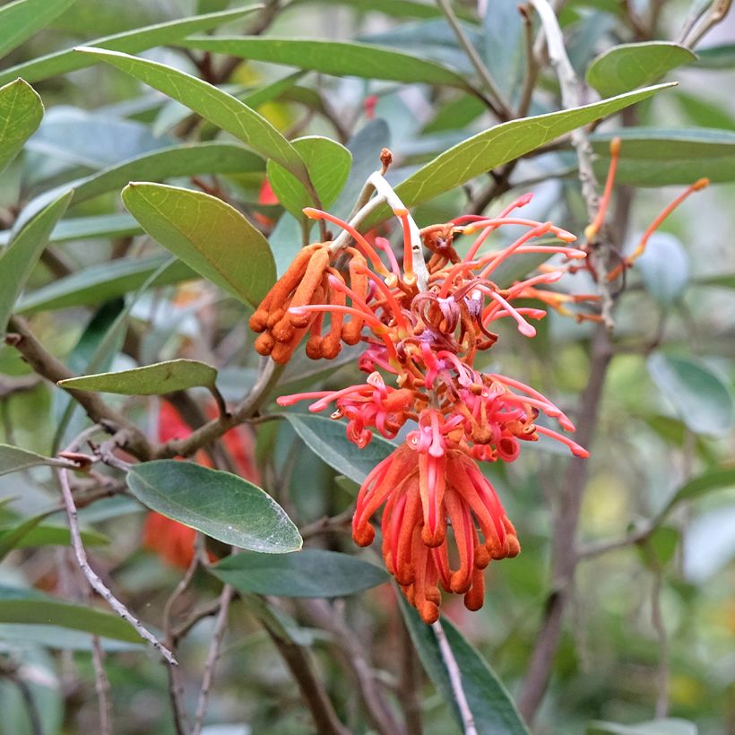 Grevillea victoriae (Floración)