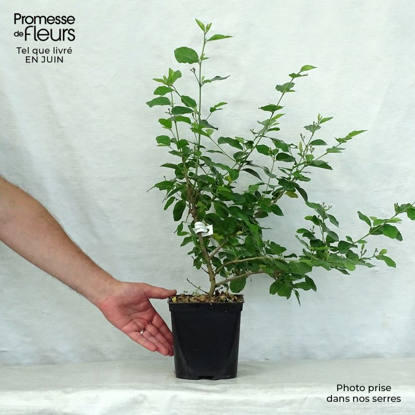 Ejemplar de Grewia occidentalis Maceta 3L/4L entregado en verano
