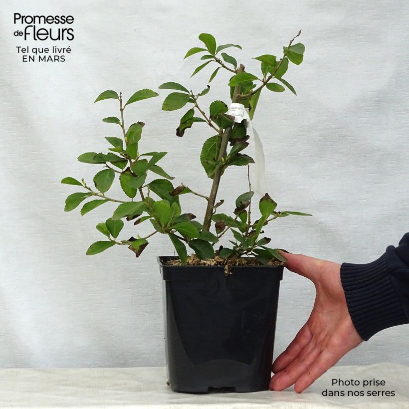 Grewia occidentalis Maceta 3L/4L Ejemplar entregado en la primavera