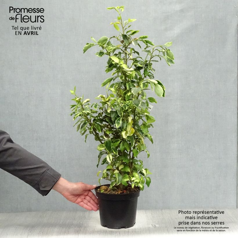 Griselinia littoralis Bantry Bay - Kapuka Maceta 3L/4L Ejemplar entregado en la primavera