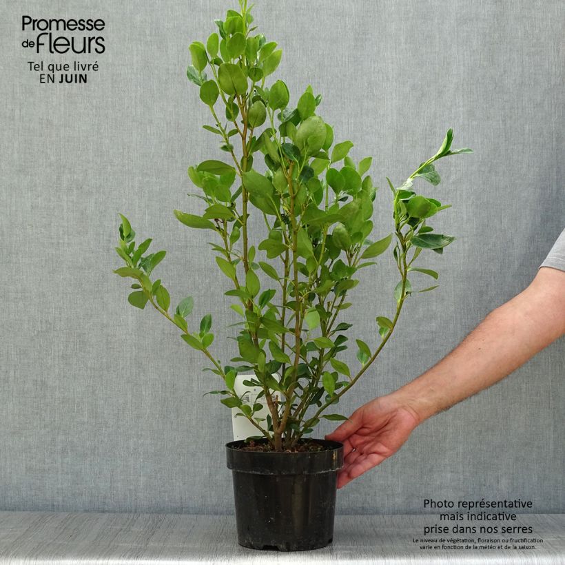 Ejemplar de Griselinia littoralis Green Horizon - Kapuka Maceta 2L/3L entregado en verano