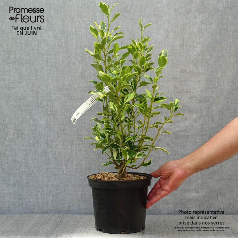 Ejemplar de Griselinia littoralis Green Jewel - Kapuka Maceta 4L/5L entregado en verano