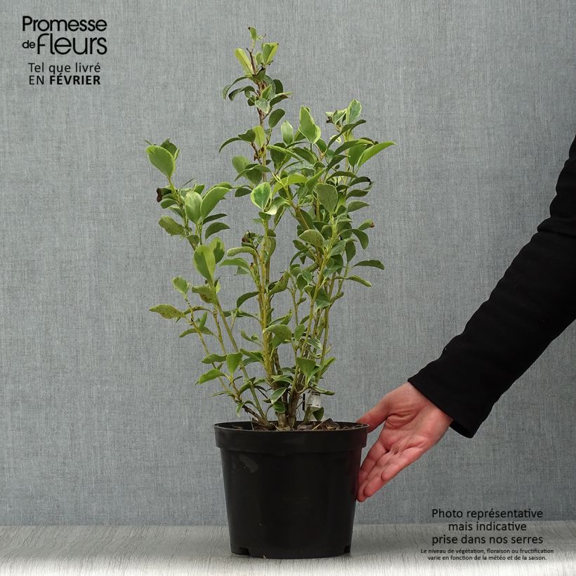 Griselinia littoralis Green Jewel - Kapuka Maceta 4L/5L Ejemplar entregado en invierno
