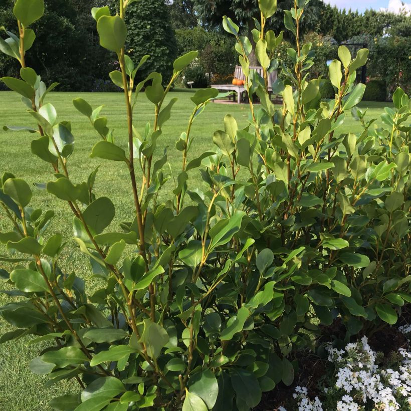 Griselinia littoralis Redge - Kapuka (Porte)