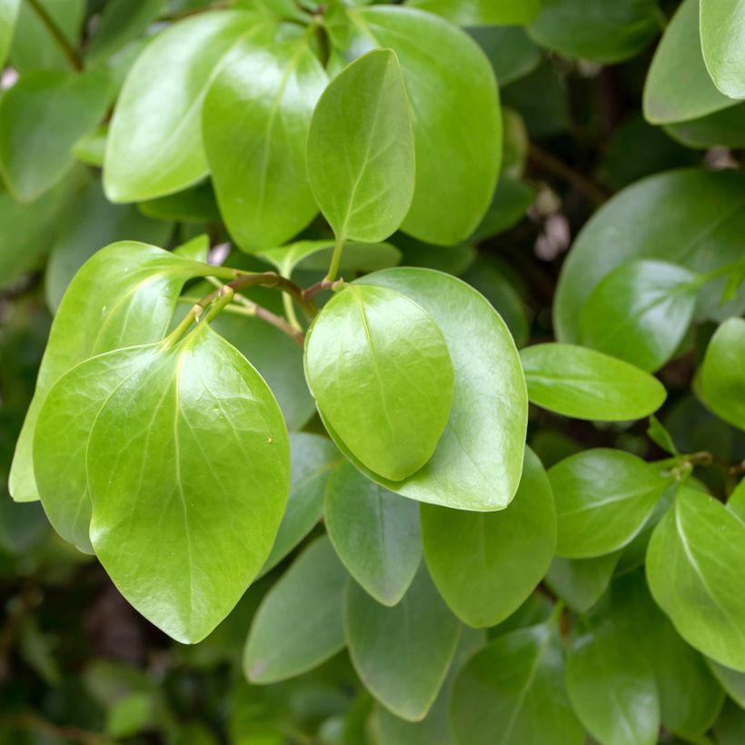 Griselinia littoralis - Kapuka (Follaje)