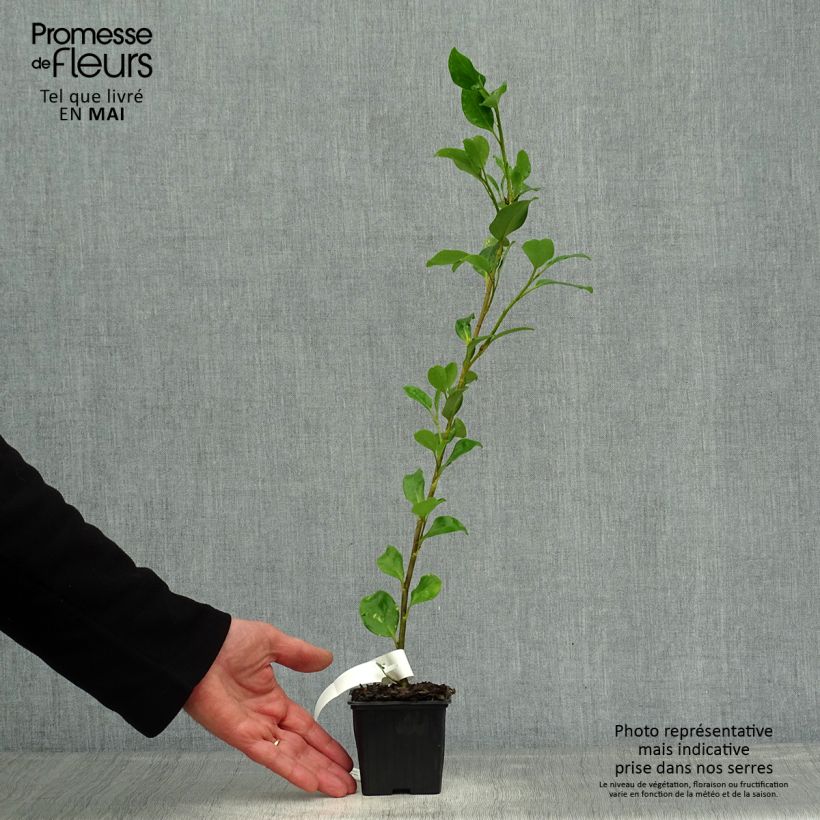 Griselinia lucida Maceta de 8/9 cm Ejemplar entregado en la primavera