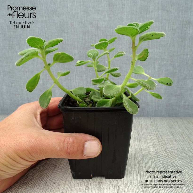Ejemplar de Planta del dinero - Plectranthus fragrantissimum Maceta de 8/9 cm entregado en verano