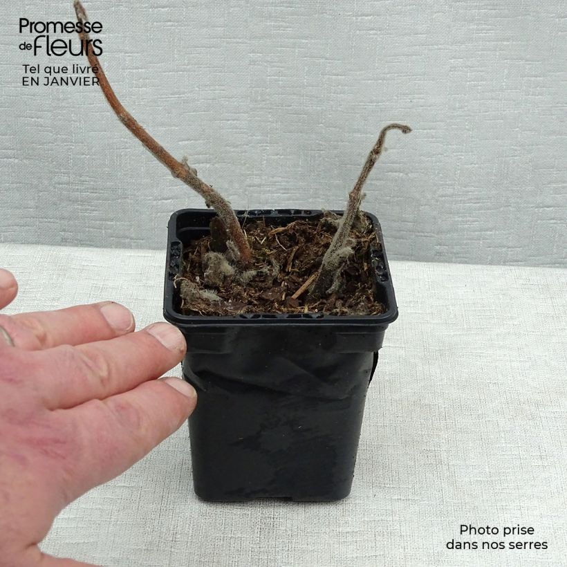 Planta del dinero - Plectranthus fragrantissimum Maceta de 8/9 cm Ejemplar entregado en invierno