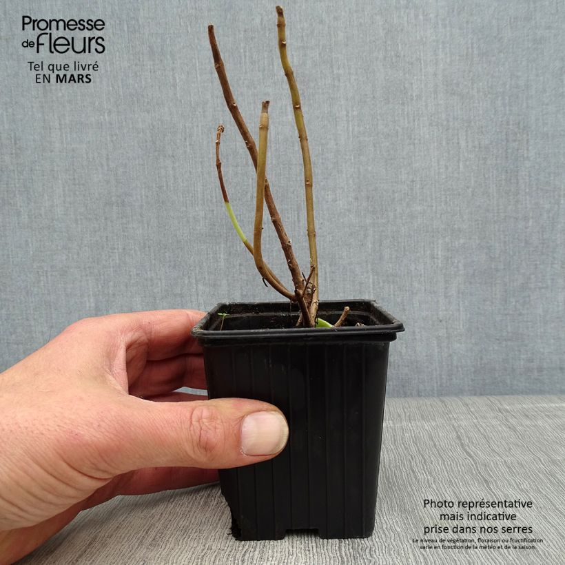 Planta del dinero - Plectranthus fragrantissimum Maceta de 8/9 cm Ejemplar entregado en la primavera